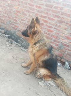 German shepherd long cot female cute and halddy