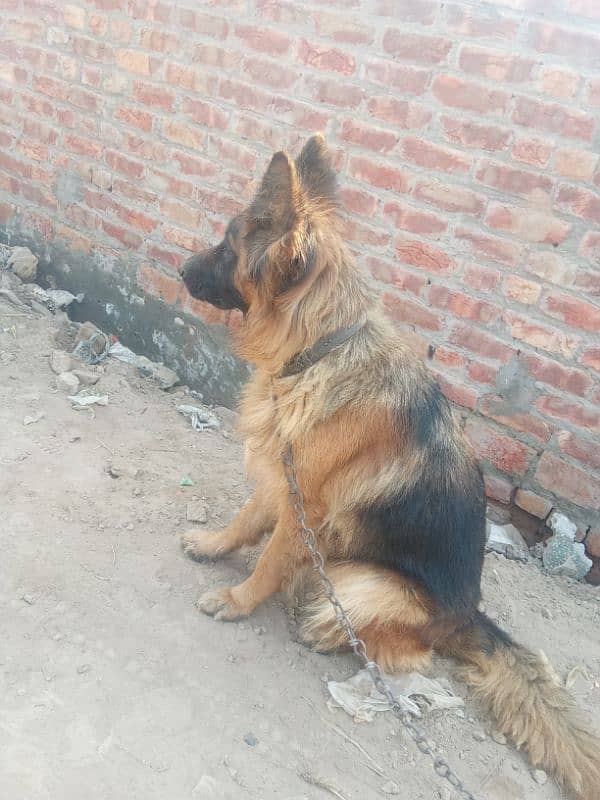 German shepherd long cot female cute and halddy 0