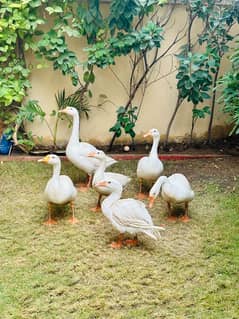 white long neck duck available for sale