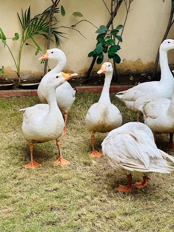 white long neck duck available for sale 1