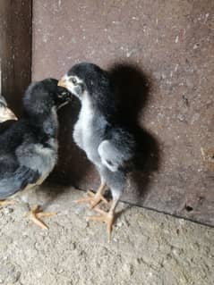 One week old black king size o shamo chicks