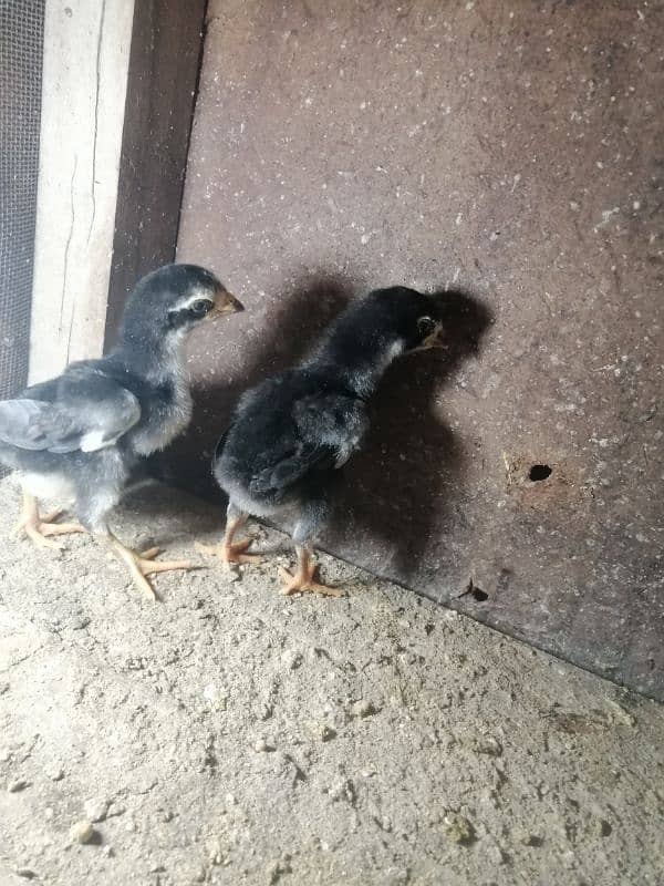 One week old black king size o shamo chicks 2