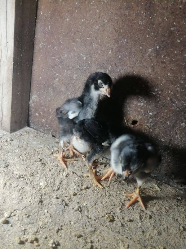 One week old black king size o shamo chicks 5