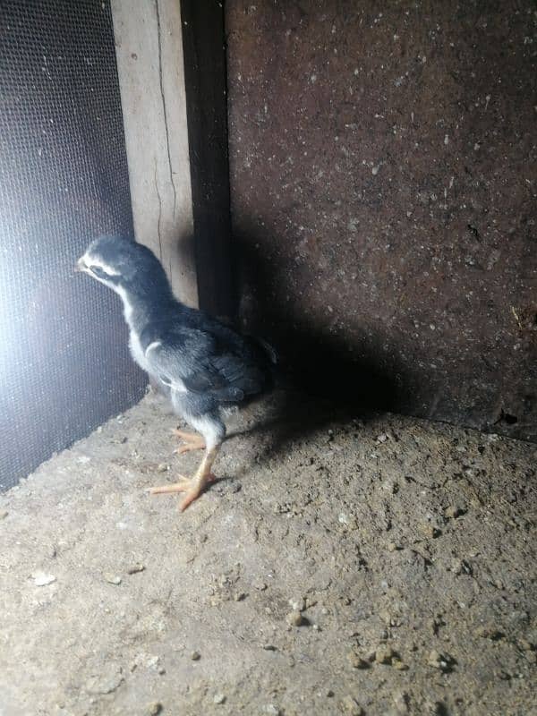 One week old black king size o shamo chicks 9