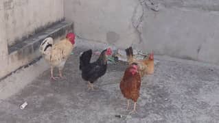 desi egg laying hens and rooster