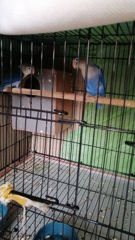 blue fishery love bird breader pair with cage and eggs 0