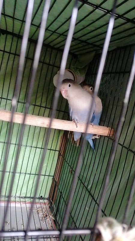 blue fishery love bird breader pair with cage and eggs 1