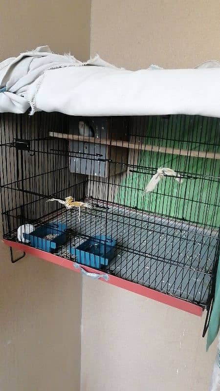 blue fishery love bird breader pair with cage and eggs 2