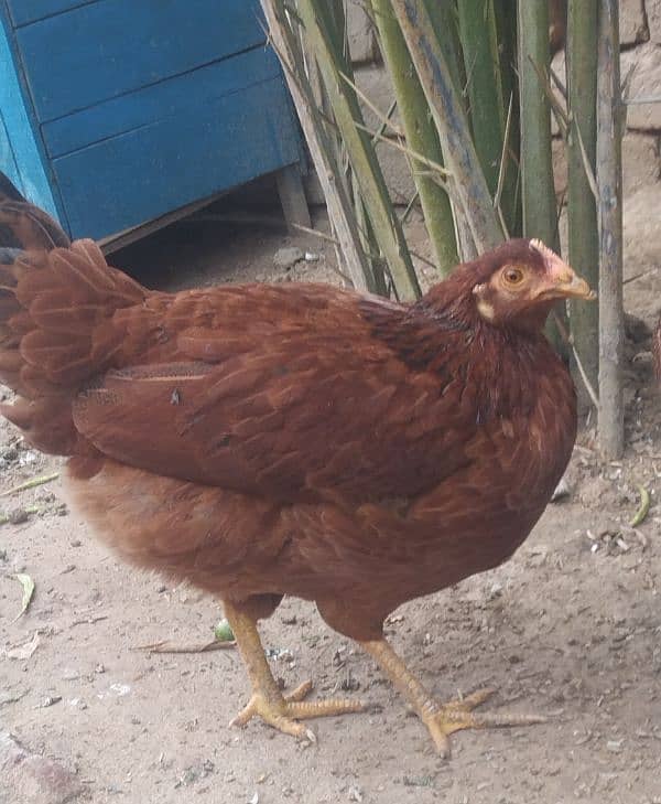 1 Rooster and 2 Dasi hens for sale 1