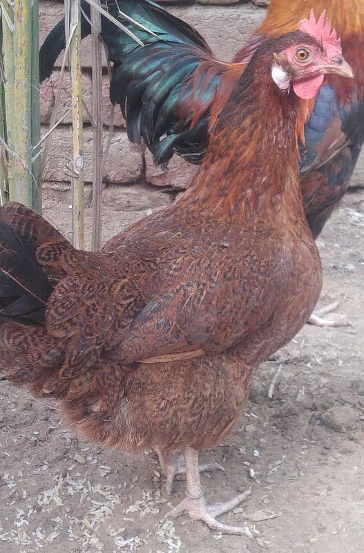 1 Rooster and 2 Dasi hens for sale 2