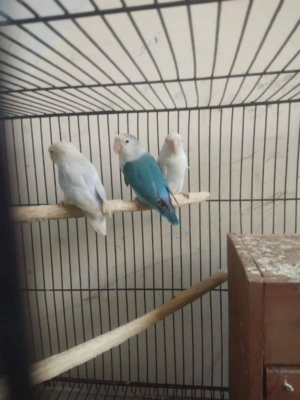 albino lovebirds 0