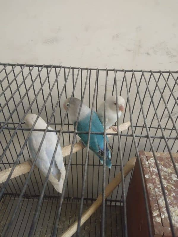 albino lovebirds 1