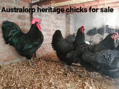 Australorp