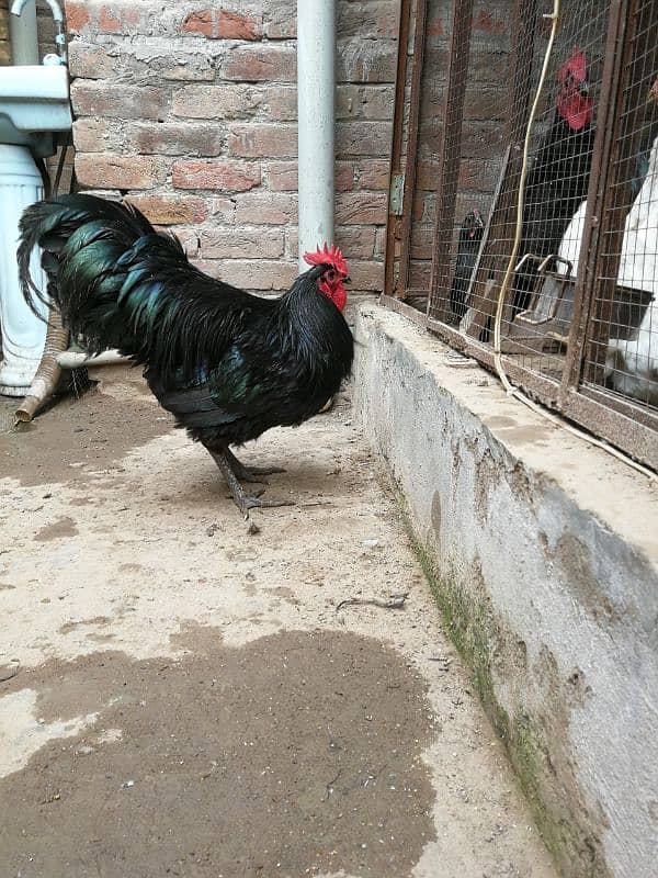 Australorp heritage chick's 1