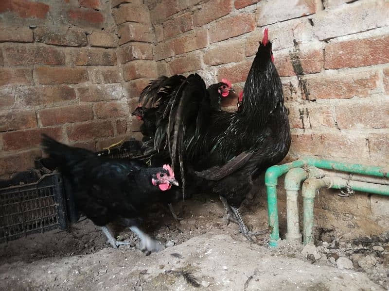 Australorp heritage chick's 2