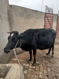 Cow for sale. The cow is pregnant, the ninth month has begun.