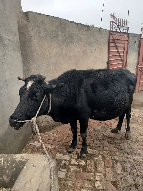 Cow for sale. The cow is pregnant, the ninth month has begun. 0