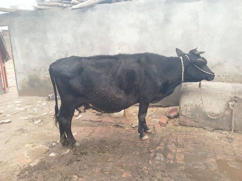 Cow for sale. The cow is pregnant, the ninth month has begun. 1