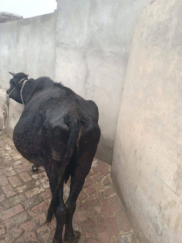 Cow for sale. The cow is pregnant, the ninth month has begun. 2