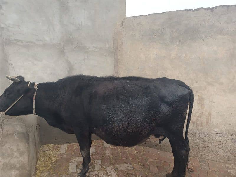 Cow for sale. The cow is pregnant, the ninth month has begun. 3