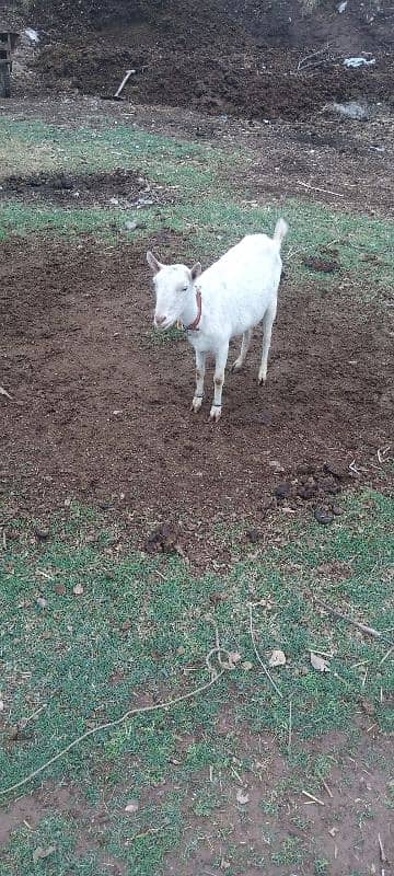 bakri for sale 0