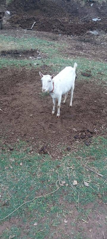 bakri for sale 1