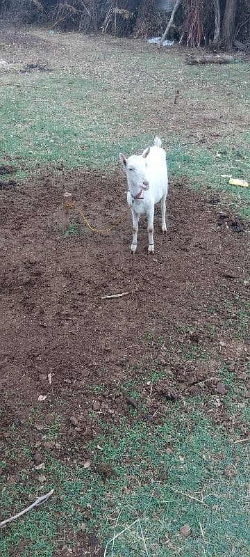 bakri for sale 7