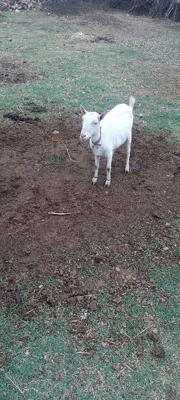 bakri for sale 8