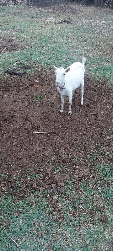 bakri for sale 9