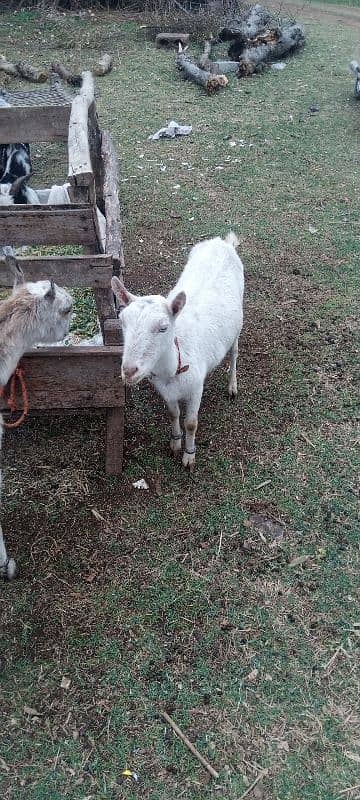 bakri for sale 12