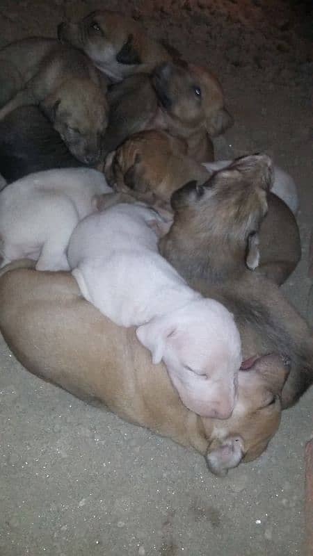 bully gultair puppies /bully  gultair breed / bully male for sale 6