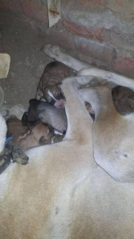 bully gultair puppies /bully  gultair breed / bully male for sale 4