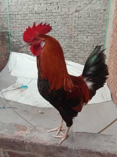 desi murga urgent for sale