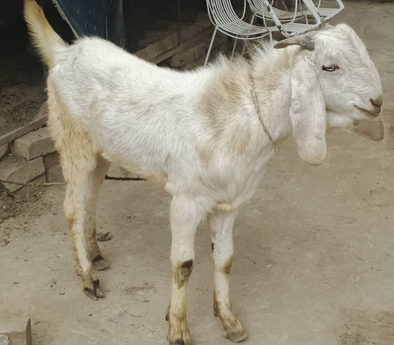 Male Goat 0