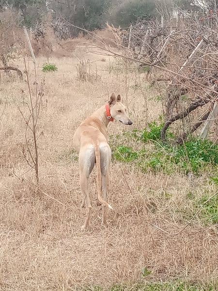 Greyhound/Tazi 2