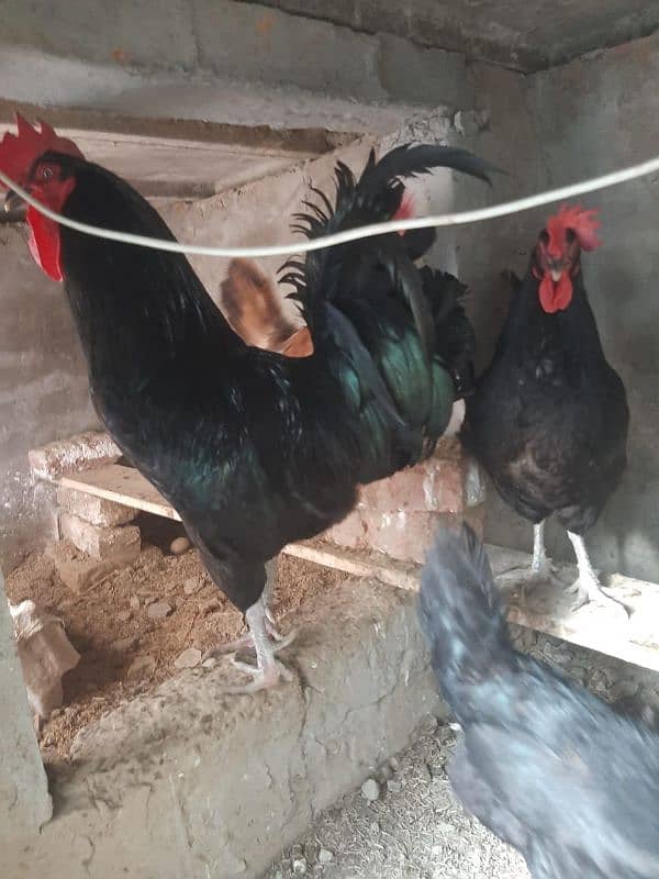 Australorp 0