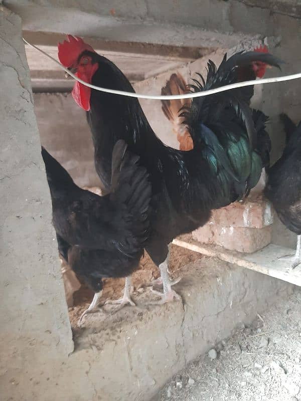 Australorp 2