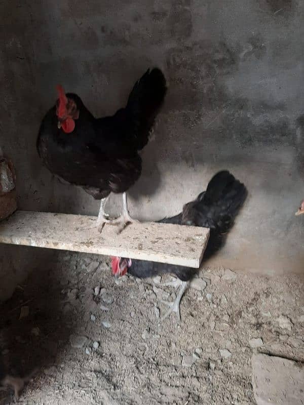 Australorp 4