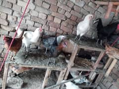 Golden misey hen sale Eggs wali  just contact on whatsup 03446151987