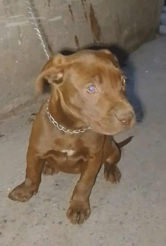 America pitbull puppy Female 0