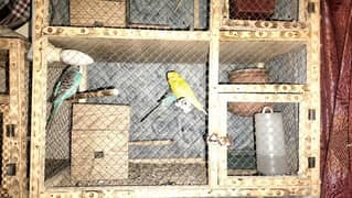 04 x Budgie pairs king size all breader pairs with cage and all setup