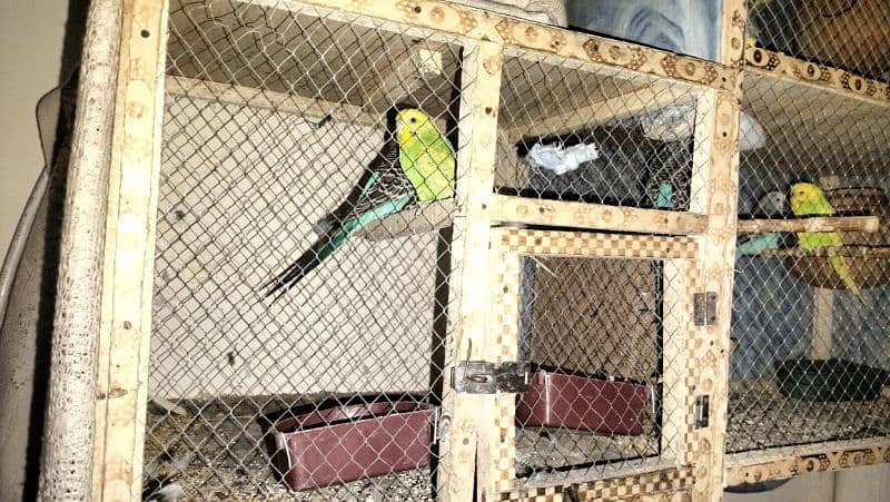 04 x Budgie pairs king size all breader pairs with cage and all setup 1