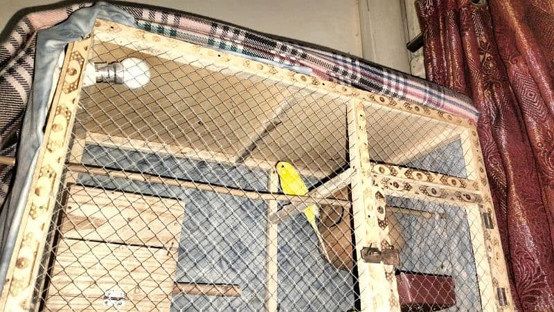 04 x Budgie pairs king size all breader pairs with cage and all setup 2