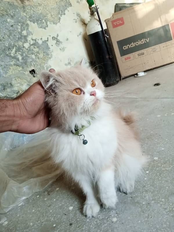 Persian Cat 0