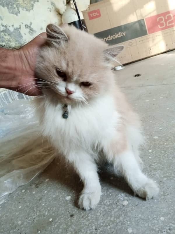 Persian Cat 2