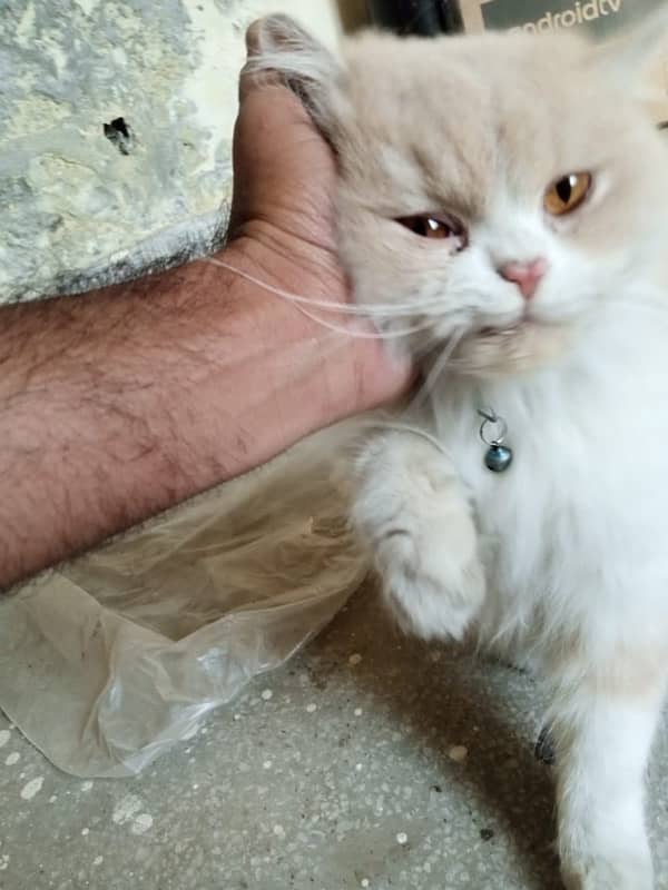 Persian Cat 3