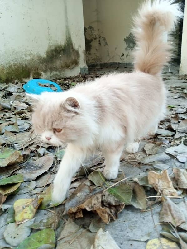 Persian Cat 4