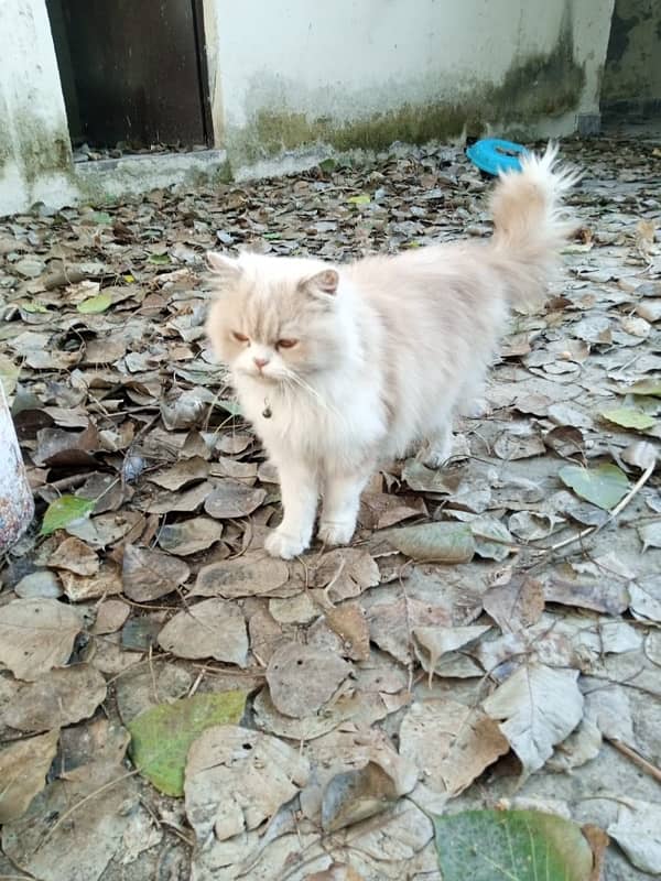 Persian Cat 5