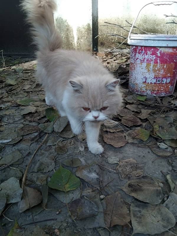 Persian Cat 6