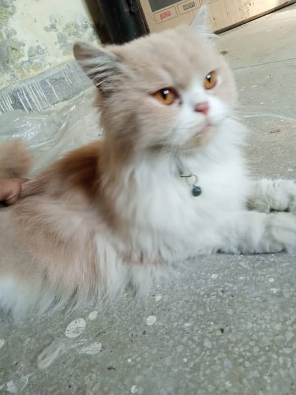 Persian Cat 7